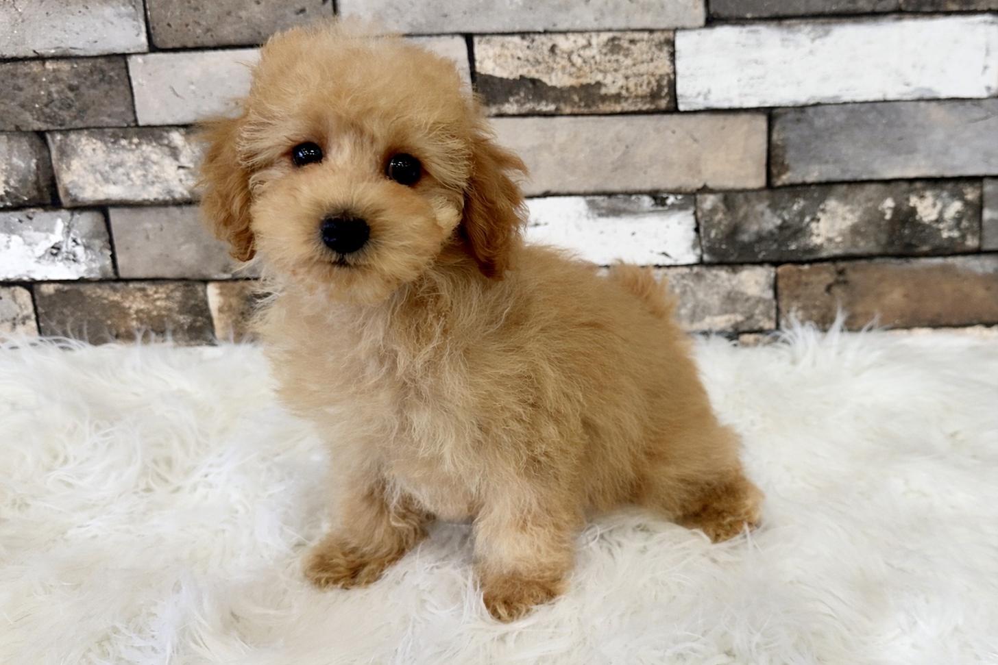 大阪府のトイプードル(タイニー) (ぱぴぷぺっと大阪店/2026年2月1日生まれ/男の子/アプリコット)の子犬の2枚目の画像