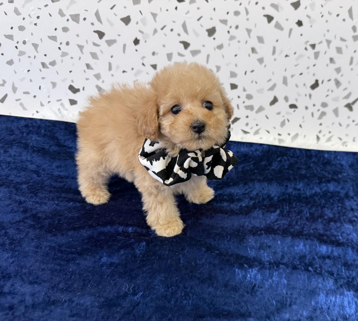大阪府のトイプードル(タイニー) (ぱぴぷぺっと大阪店/2026年2月1日生まれ/男の子/アプリコット)の子犬の2枚目の画像