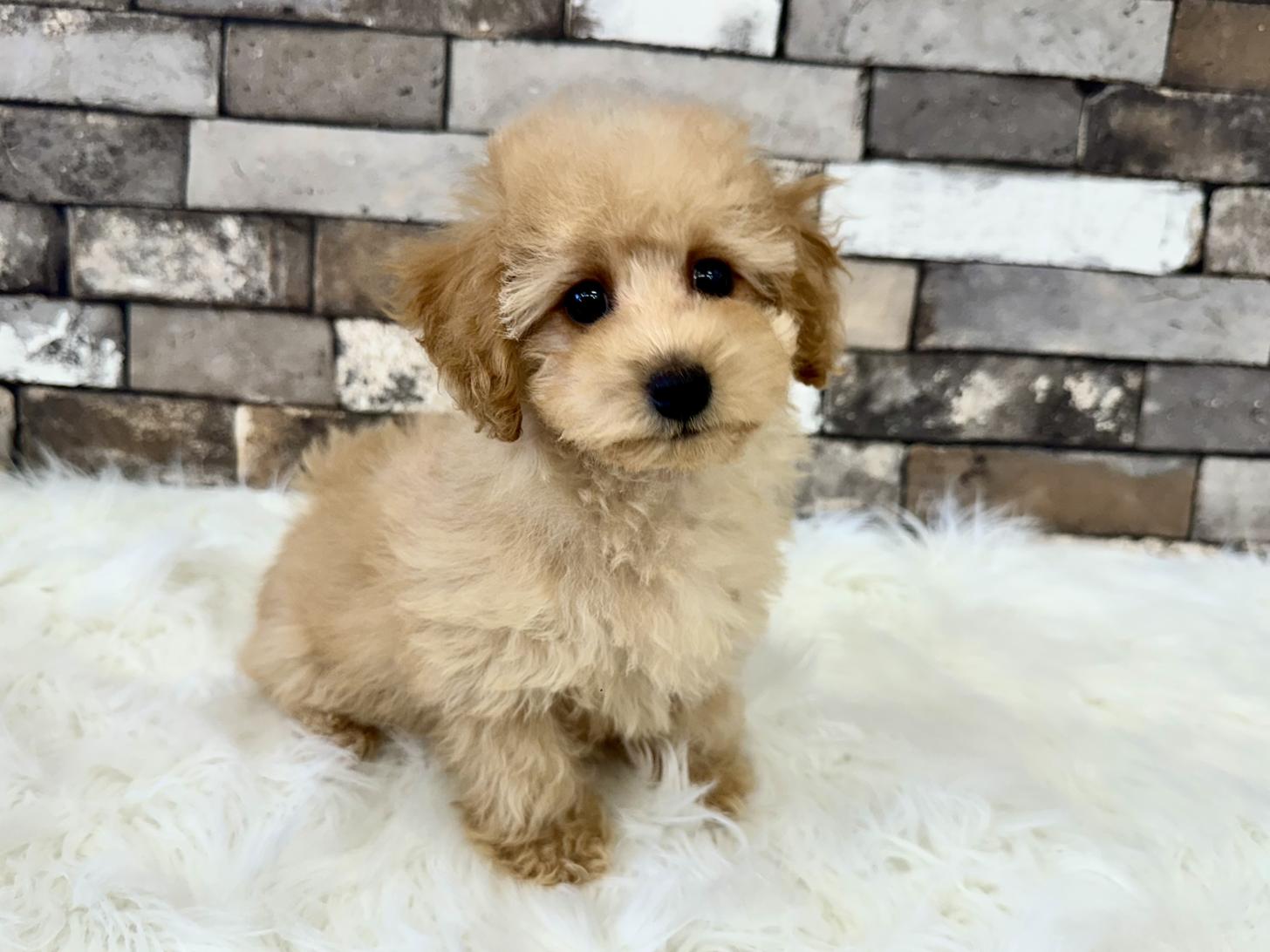 大阪府のトイプードル(タイニー) (ぱぴぷぺっと大阪店/2026年2月1日生まれ/男の子/アプリコット)の子犬の3枚目の画像