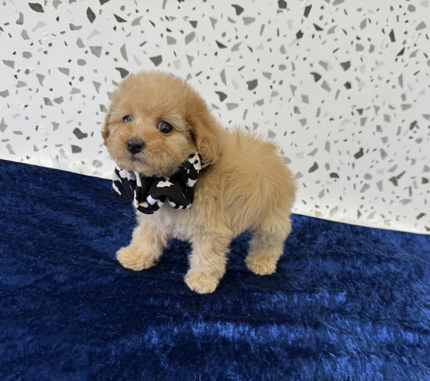 大阪府のトイプードル(タイニー) (ぱぴぷぺっと大阪店/2026年2月1日生まれ/男の子/アプリコット)の子犬の3枚目の画像