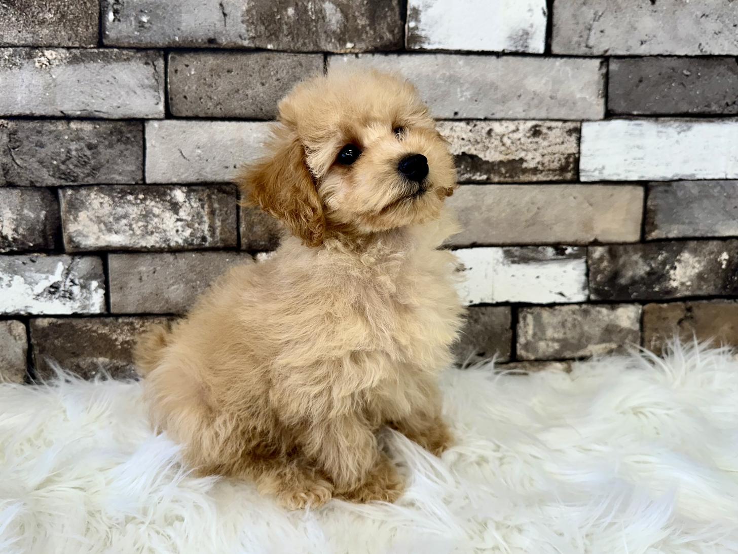 大阪府のトイプードル(タイニー) (ぱぴぷぺっと大阪店/2026年2月1日生まれ/男の子/アプリコット)の子犬の4枚目の画像