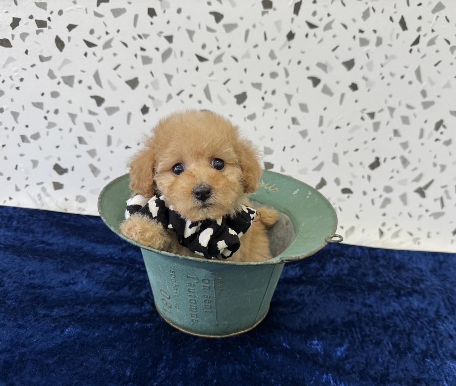 大阪府のトイプードル(タイニー) (ぱぴぷぺっと大阪店/2026年2月1日生まれ/男の子/アプリコット)の子犬の4枚目の画像