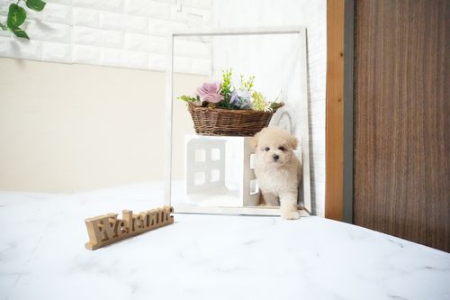 滋賀県のトイプードル(タイニー) (いっぷく湖南店/2025年12月19日生まれ/男の子/ペールフォーン)の子犬の2枚目の画像