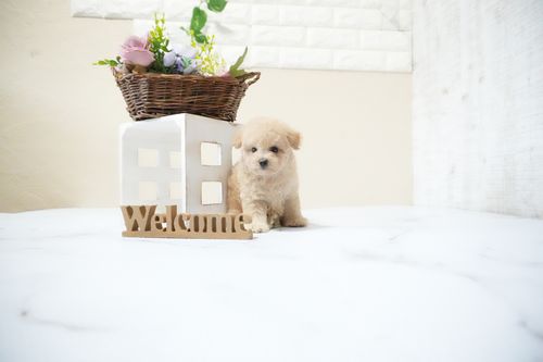 滋賀県のトイプードル(タイニー) (いっぷく湖南店/2025年12月19日生まれ/男の子/ペールフォーン)の子犬の3枚目の画像