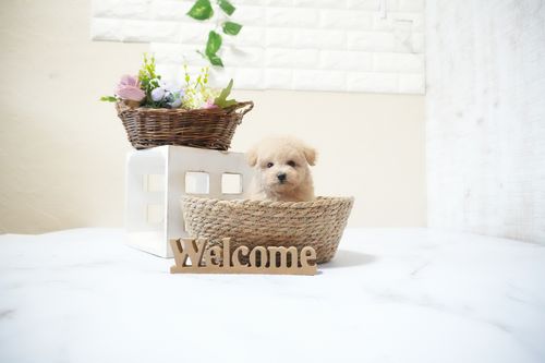 滋賀県のトイプードル(タイニー) (いっぷく湖南店/2025年12月19日生まれ/男の子/ペールフォーン)の子犬の4枚目の画像