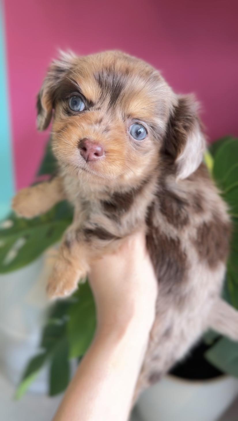 埼玉県のチワックス(チワワ×ダックス) (PET SHOP Tiny tales/2026年2月1日生まれ/女の子/チョコレートマール)の子犬の1枚目の画像