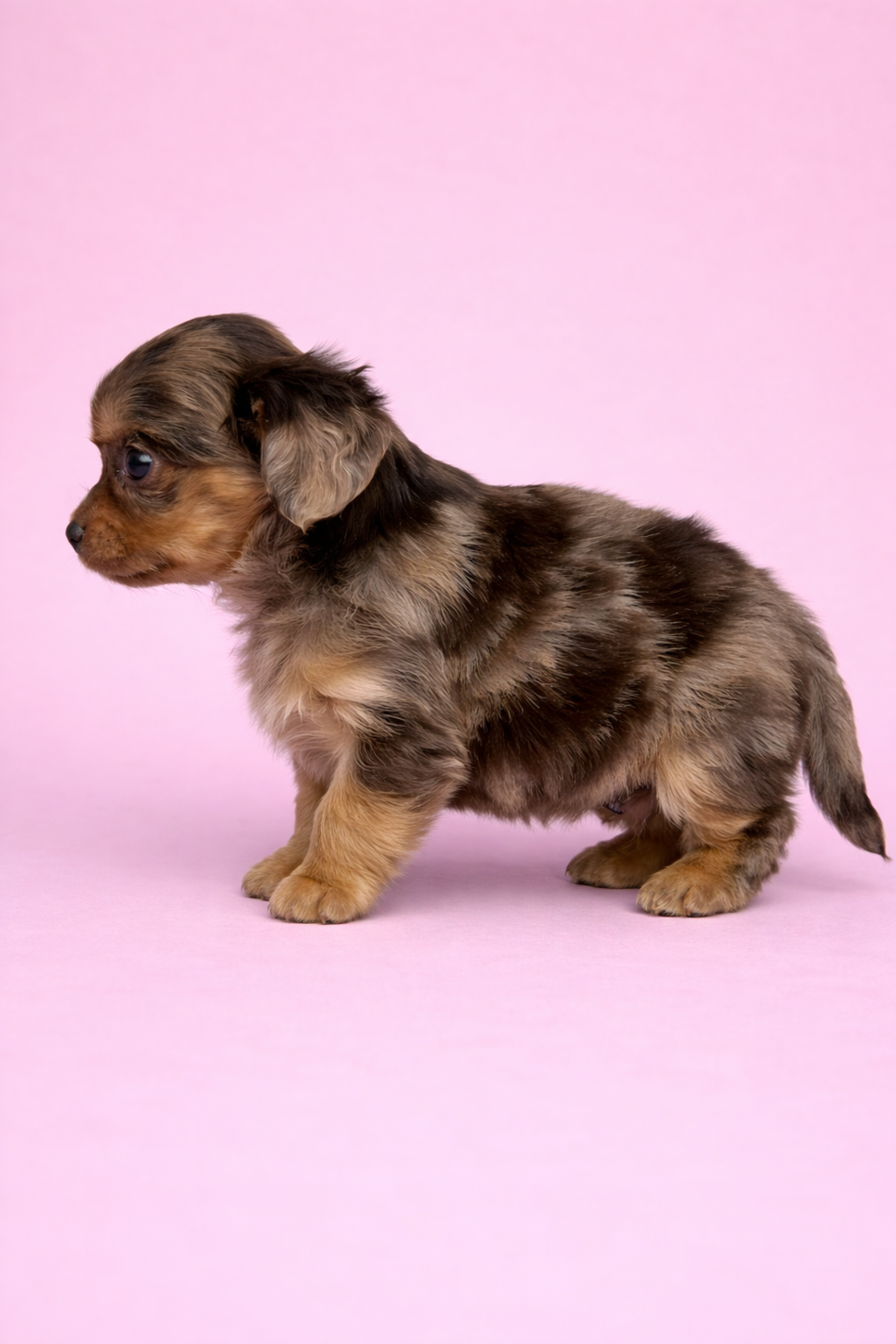 埼玉県のチワックス(チワワ×ダックス) (PET SHOP Tiny tales/2026年2月1日生まれ/女の子/チョコレートマール)の子犬の2枚目の画像