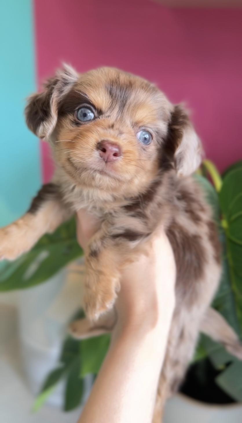 埼玉県のチワックス(チワワ×ダックス) (PET SHOP Tiny tales/2026年2月1日生まれ/女の子/チョコレートマール)の子犬の2枚目の画像