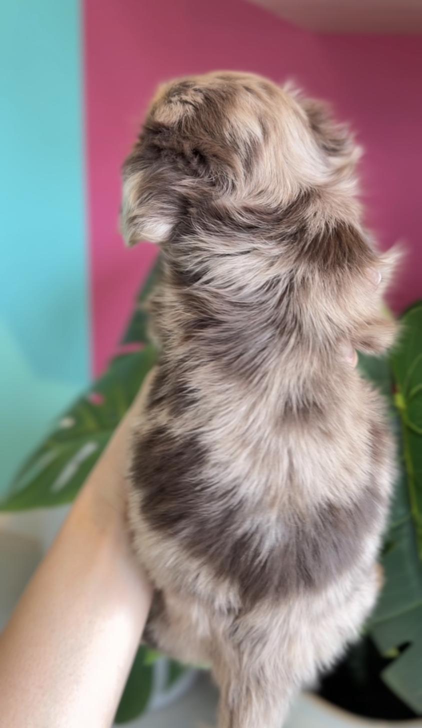 埼玉県のチワックス(チワワ×ダックス) (PET SHOP Tiny tales/2026年2月1日生まれ/女の子/チョコレートマール)の子犬の3枚目の画像