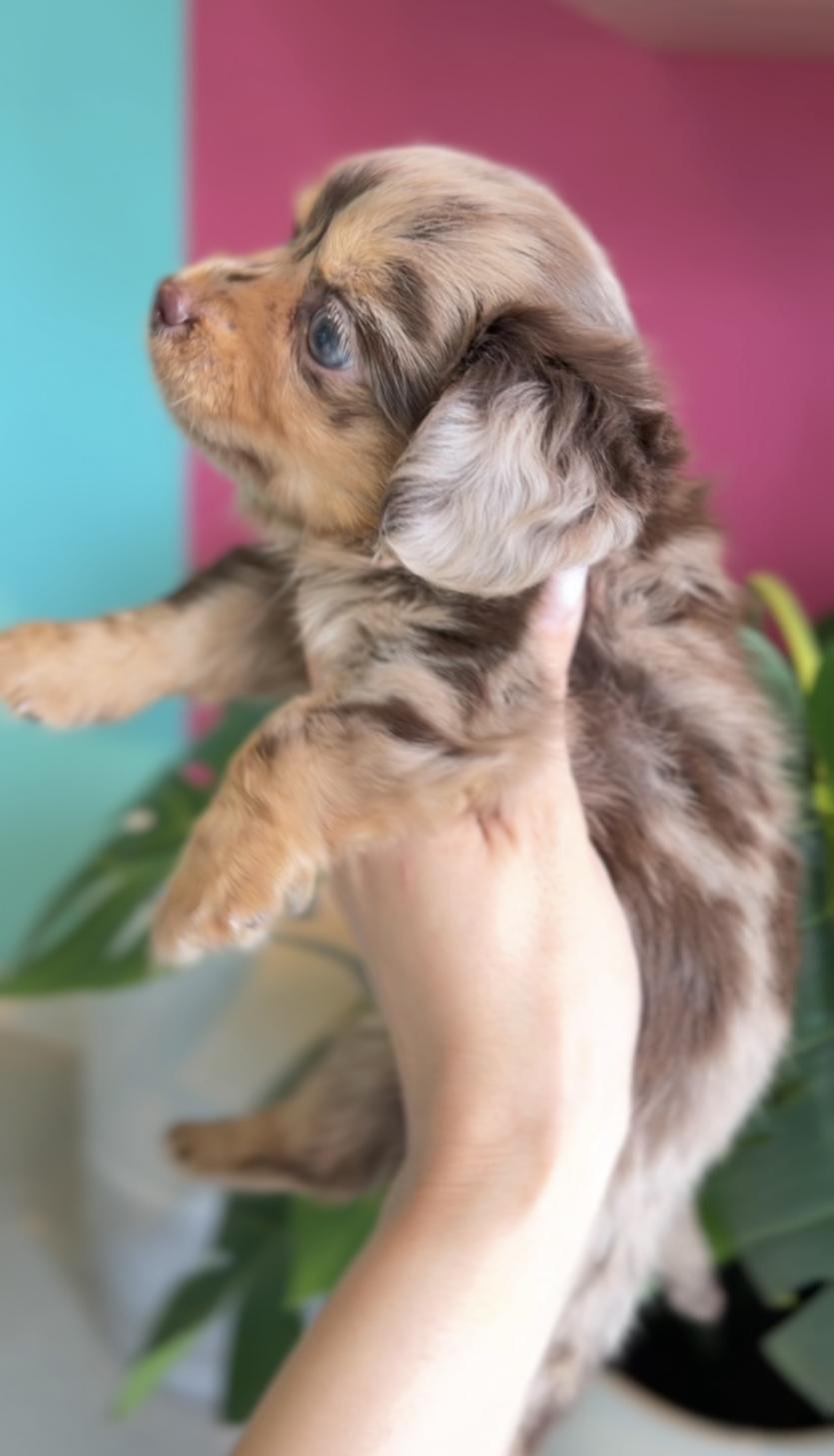 埼玉県のチワックス(チワワ×ダックス) (PET SHOP Tiny tales/2026年2月1日生まれ/女の子/チョコレートマール)の子犬の4枚目の画像