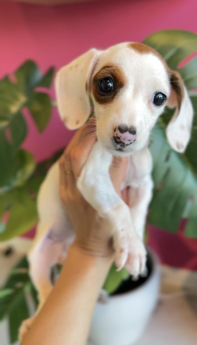 埼玉県のミニチュアダックスフンド(スムース) (PET SHOP Tiny tales/2025年9月27日生まれ/女の子/レッドパイボールド)の子犬の1枚目の画像