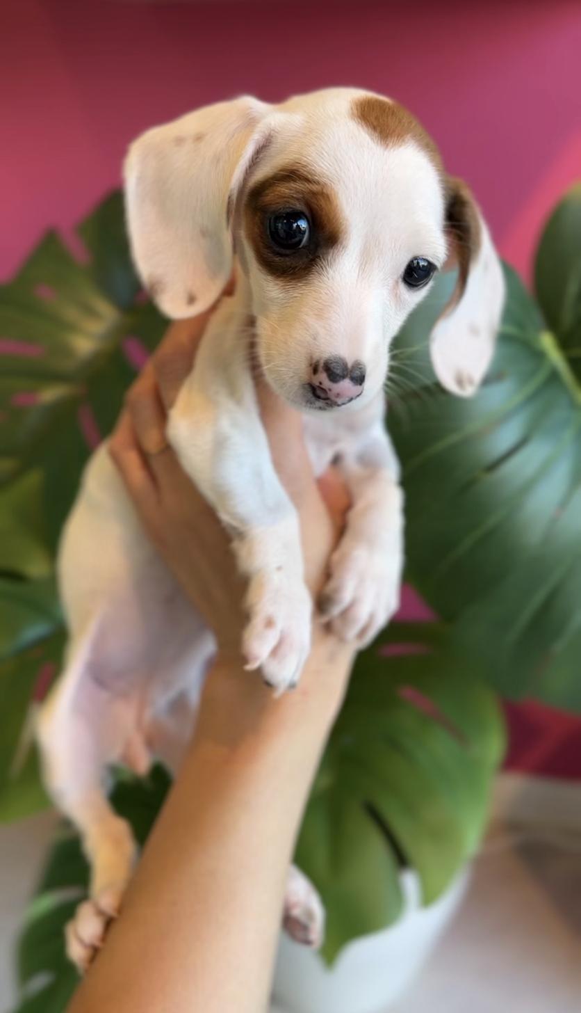 埼玉県のミニチュアダックスフンド(スムース) (PET SHOP Tiny tales/2025年9月27日生まれ/女の子/レッドパイボールド)の子犬の2枚目の画像