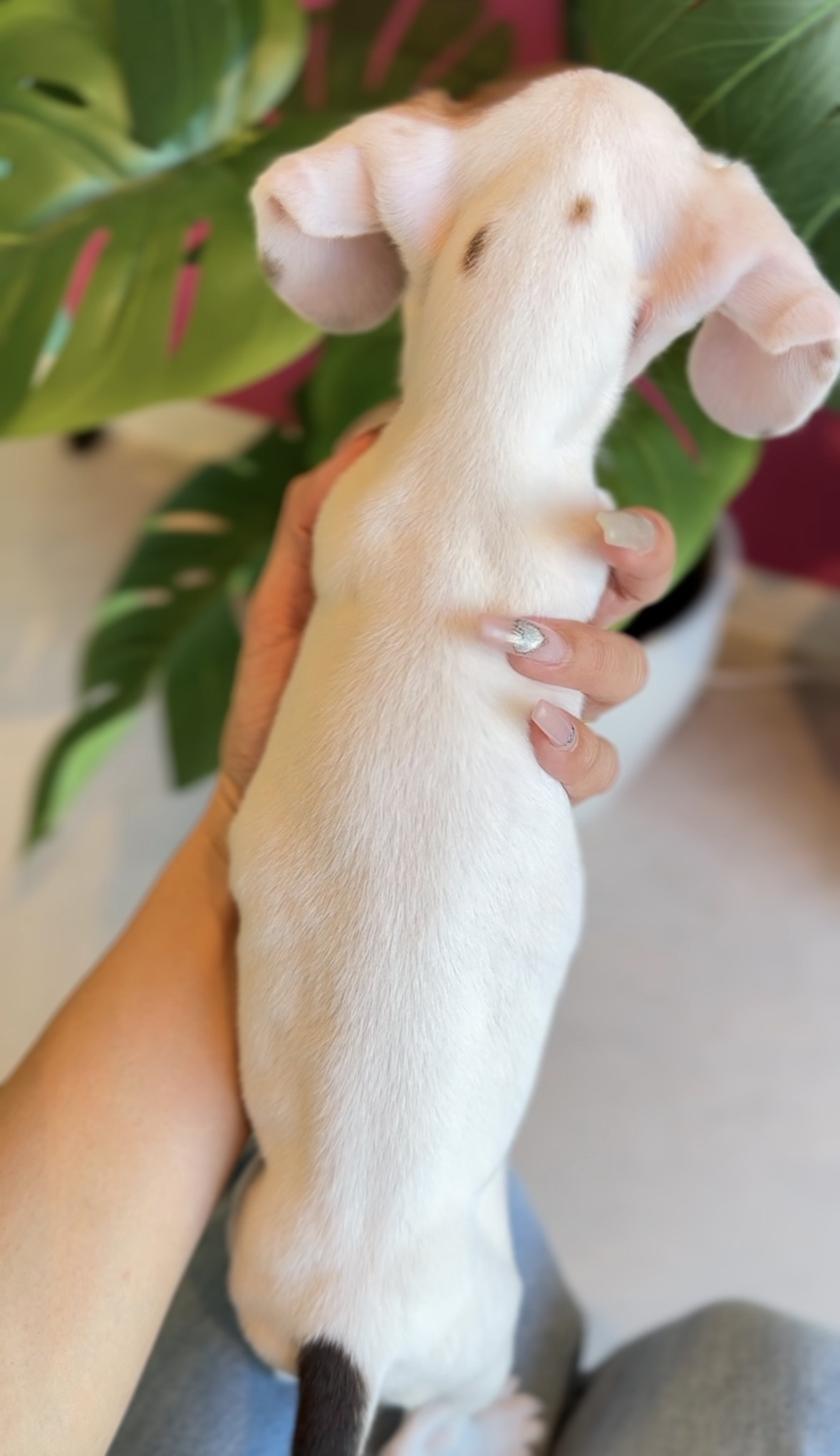 埼玉県のミニチュアダックスフンド(スムース) (PET SHOP Tiny tales/2025年9月27日生まれ/女の子/レッドパイボールド)の子犬の3枚目の画像