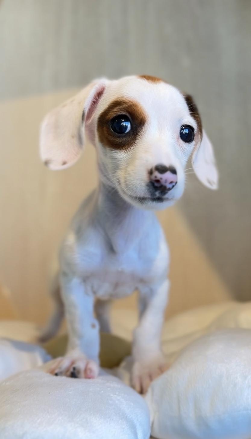 埼玉県のミニチュアダックスフンド(スムース) (PET SHOP Tiny tales/2025年9月27日生まれ/女の子/レッドパイボールド)の子犬の4枚目の画像