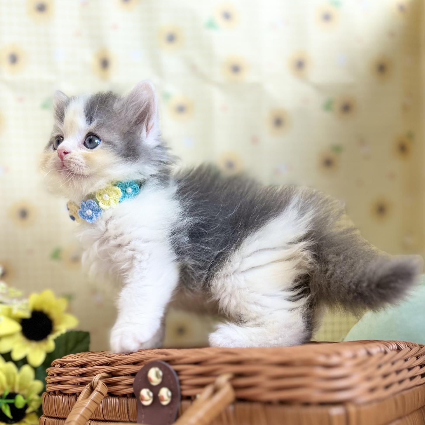 神奈川県のスコティッシュフォールド (にゃんこハウスPAW/2025年5月27日生まれ/男の子/ブルーホワイト)の子猫の3枚目の画像