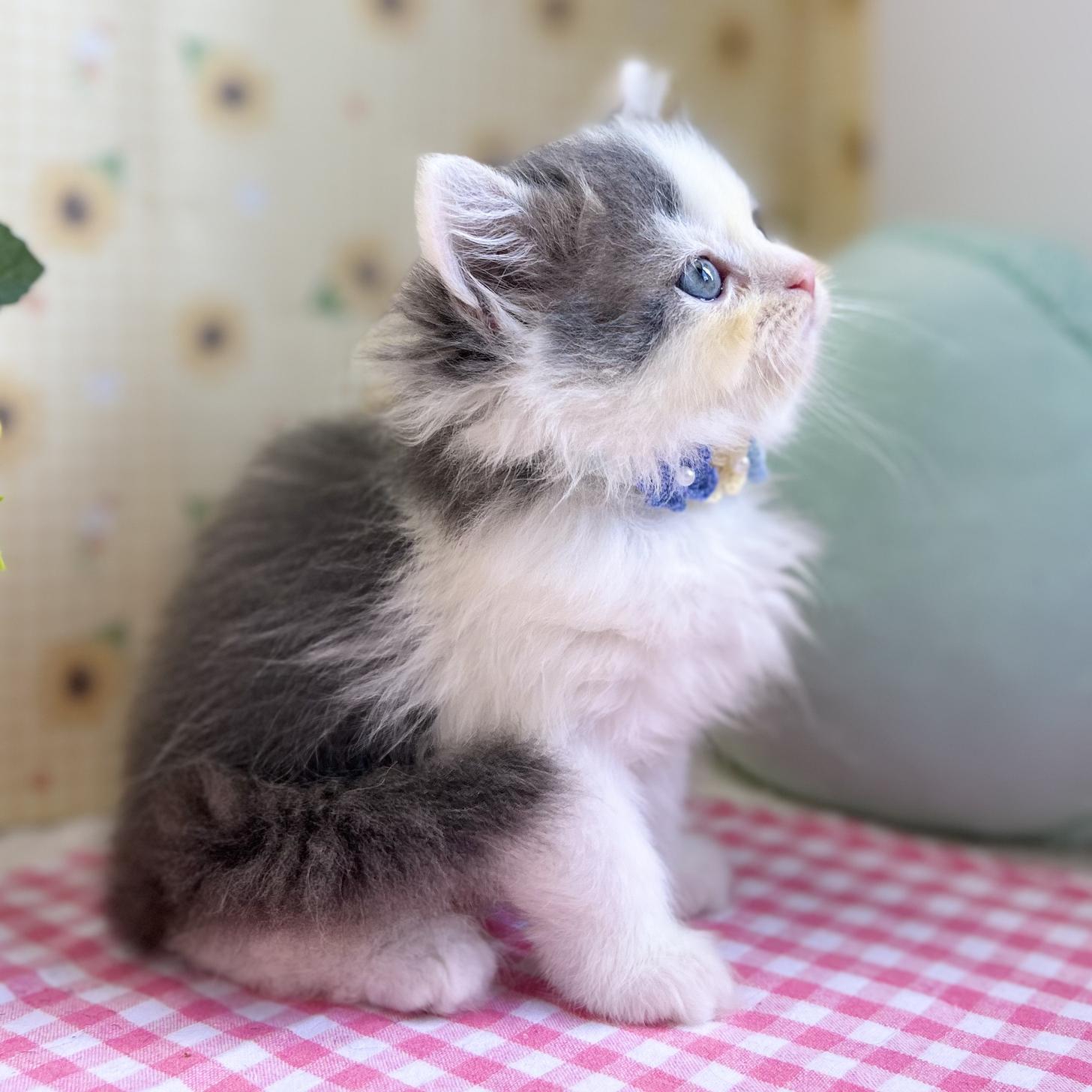 神奈川県のスコティッシュフォールド (にゃんこハウスPAW/2025年5月27日生まれ/男の子/ブルーホワイト)の子猫の4枚目の画像