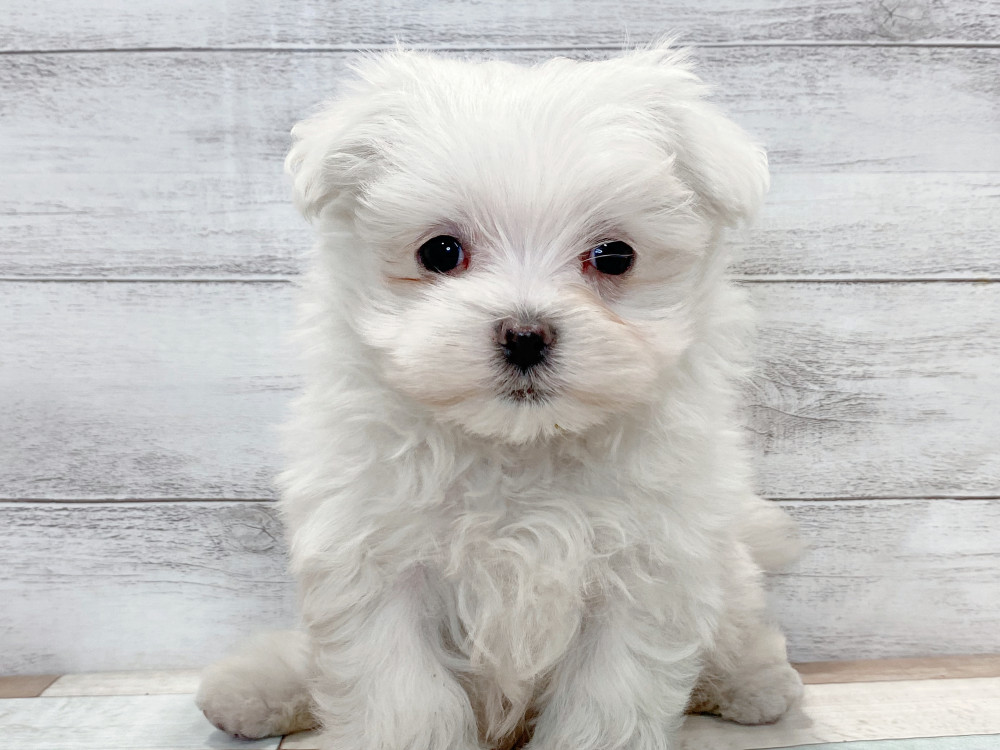 新潟県のマルチーズ (竹内ペット 新津本店/2025年9月21日生まれ/男の子/ホワイト)の子犬の1枚目の画像