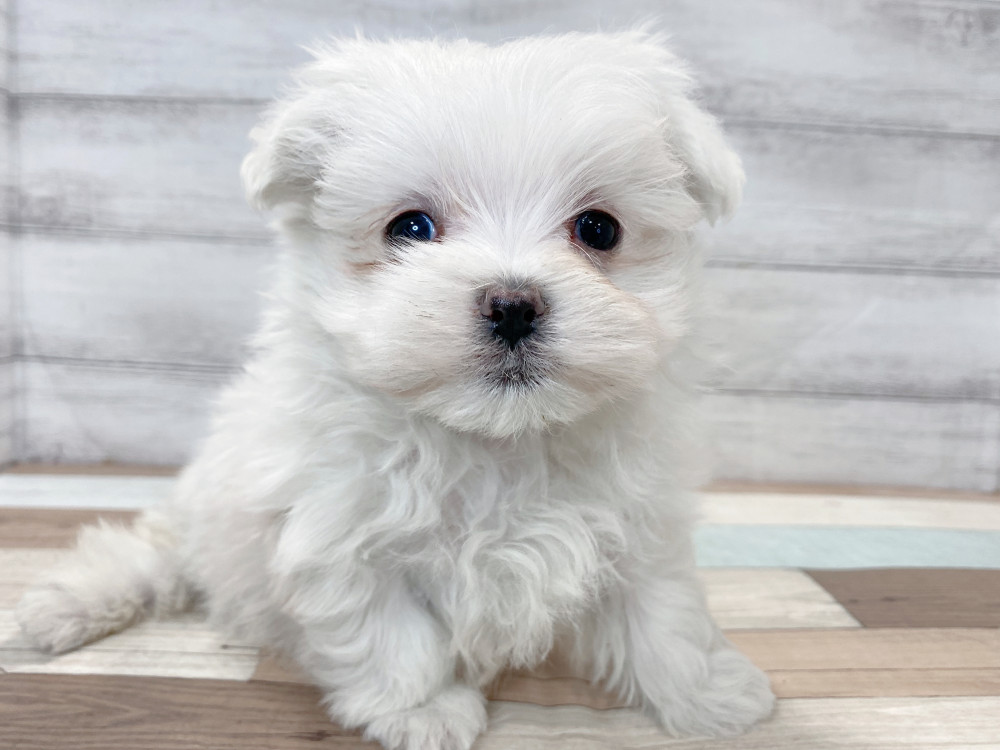 新潟県のマルチーズ (竹内ペット 新津本店/2025年9月21日生まれ/男の子/ホワイト)の子犬の2枚目の画像