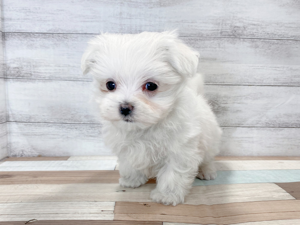 新潟県のマルチーズ (竹内ペット 新津本店/2025年9月21日生まれ/男の子/ホワイト)の子犬の3枚目の画像