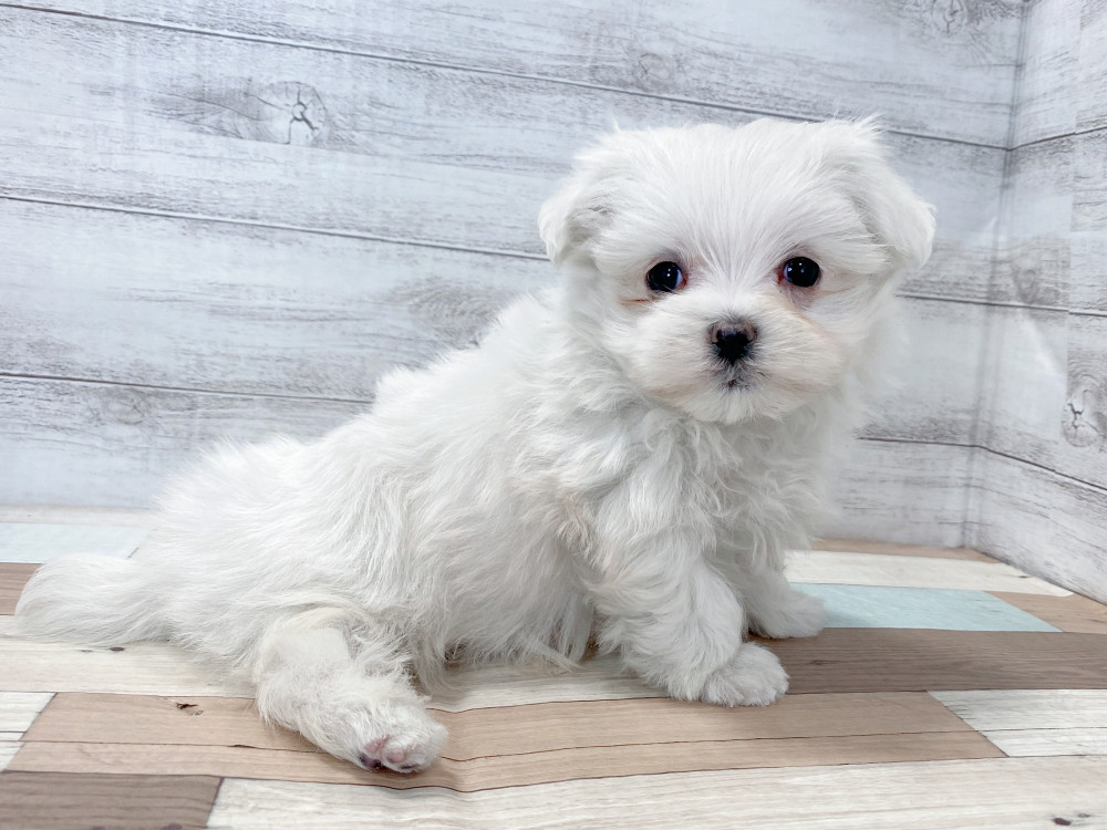 新潟県のマルチーズ (竹内ペット 新津本店/2025年9月21日生まれ/男の子/ホワイト)の子犬の4枚目の画像