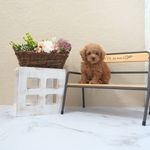 滋賀県のトイプードル(トイ) (いっぷく湖南店/2025年5月2日生まれ/男の子/レッドフォーン)の子犬