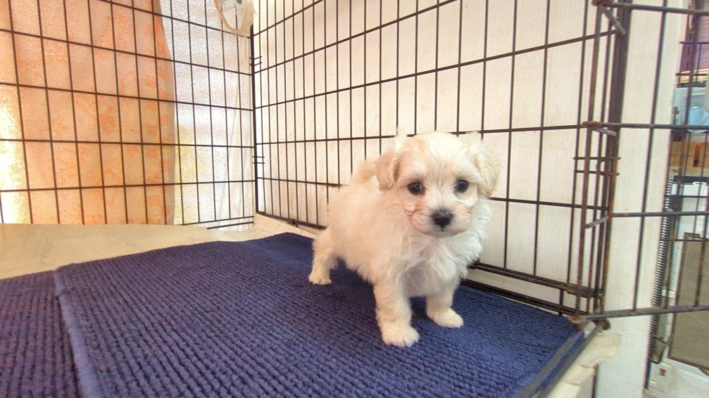 茨城県のマルプー(マルチーズ×プードル) (ペットショップスズキ/2026年3月6日生まれ/女の子/クリームホワイト)の子犬