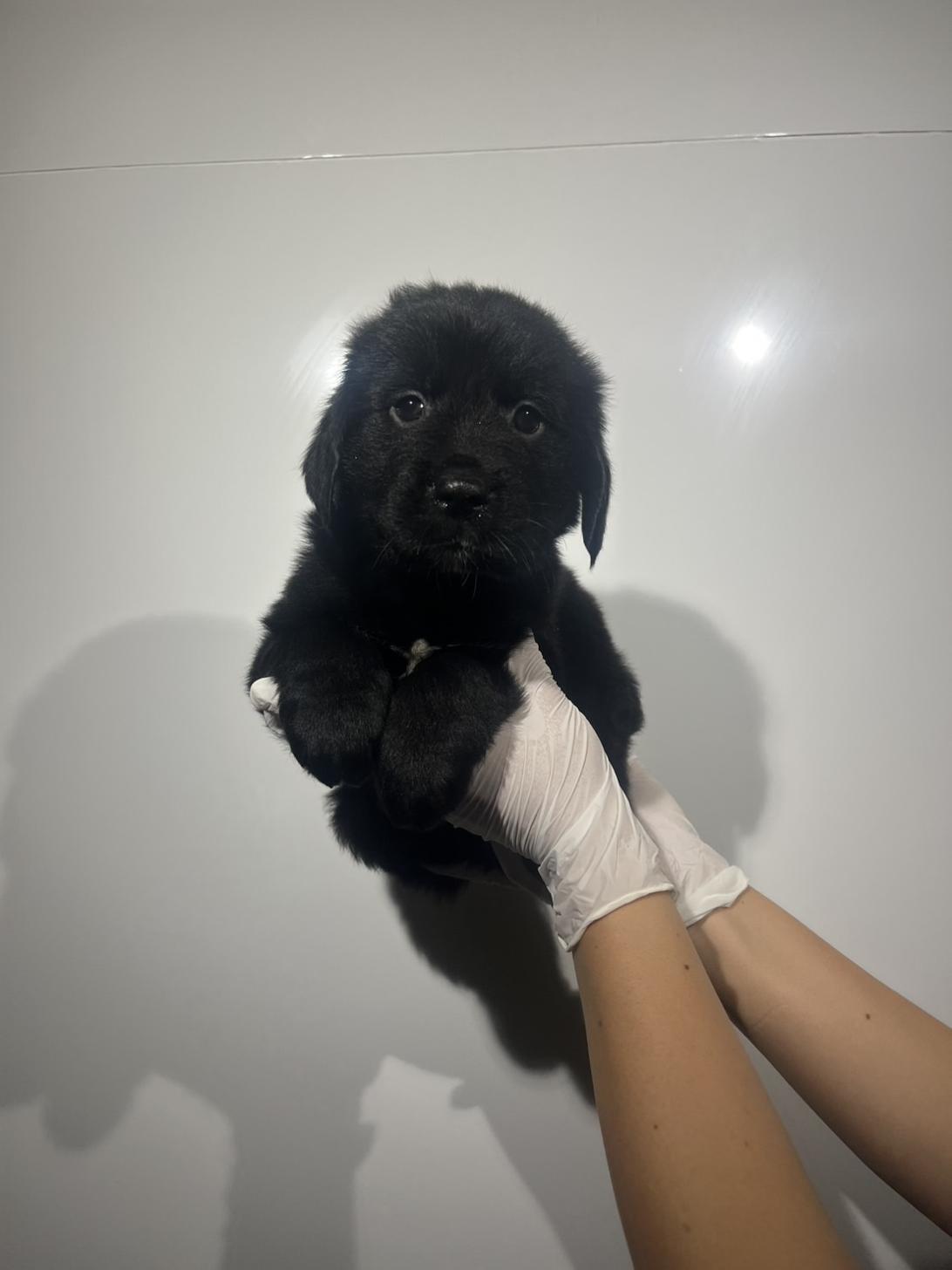 埼玉県のハーフ犬・ミックス犬 (ペッツスマイル加須インター店/2026年7月26日生まれ/男の子/ブラックホワイト)の子犬の1枚目の画像