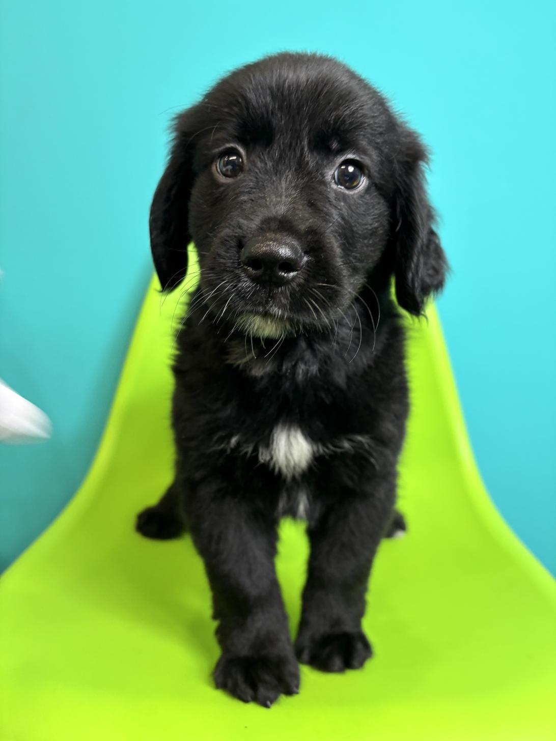 埼玉県のハーフ犬・ミックス犬 (ペッツスマイル加須インター店/2026年7月26日生まれ/男の子/ブラックホワイト)の子犬の1枚目の画像