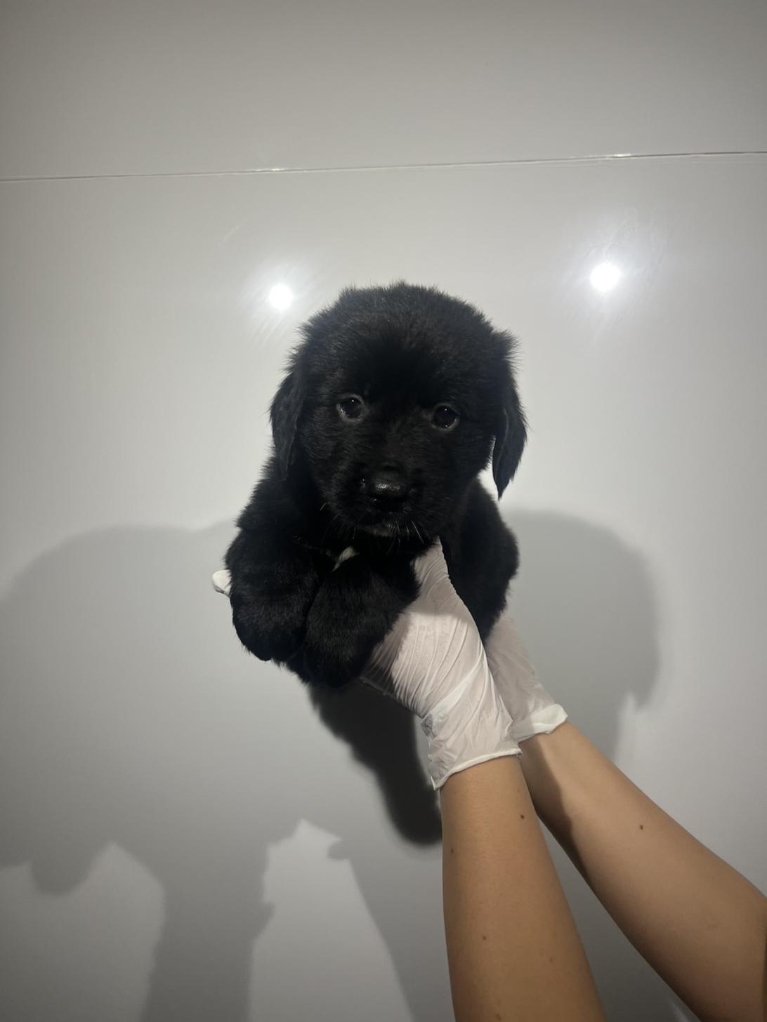 埼玉県のハーフ犬・ミックス犬 (ペッツスマイル加須インター店/2026年7月26日生まれ/男の子/ブラックホワイト)の子犬の2枚目の画像