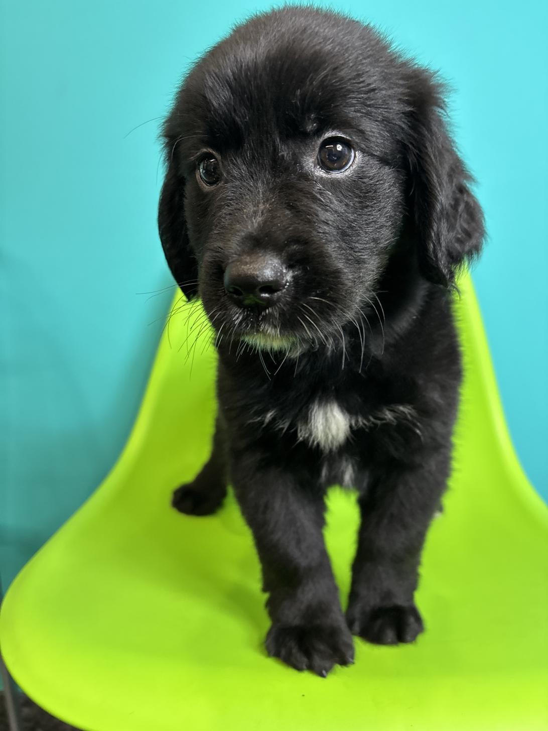 埼玉県のハーフ犬・ミックス犬 (ペッツスマイル加須インター店/2026年7月26日生まれ/男の子/ブラックホワイト)の子犬の2枚目の画像