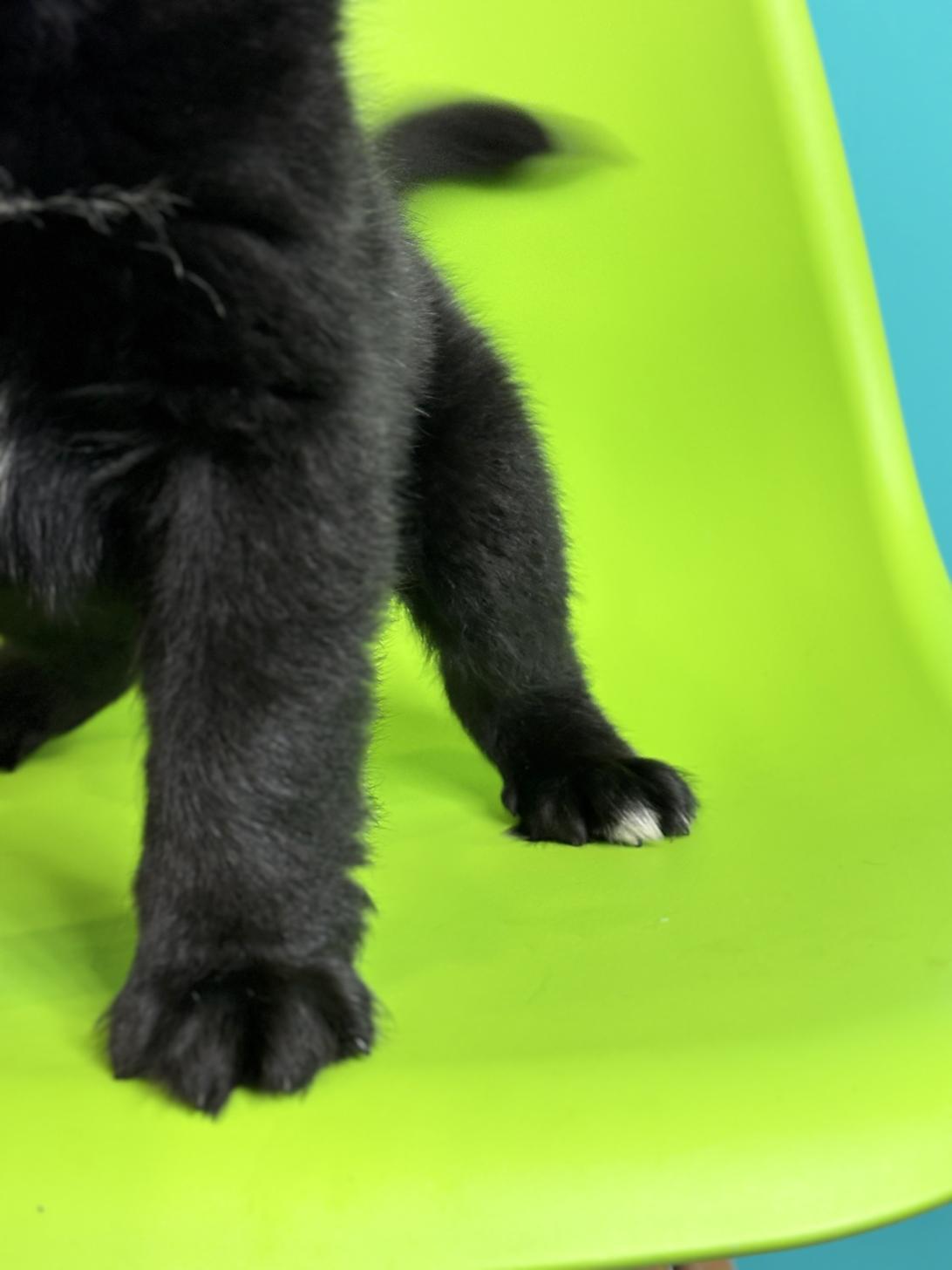 埼玉県のハーフ犬・ミックス犬 (ペッツスマイル加須インター店/2026年7月26日生まれ/男の子/ブラックホワイト)の子犬の3枚目の画像