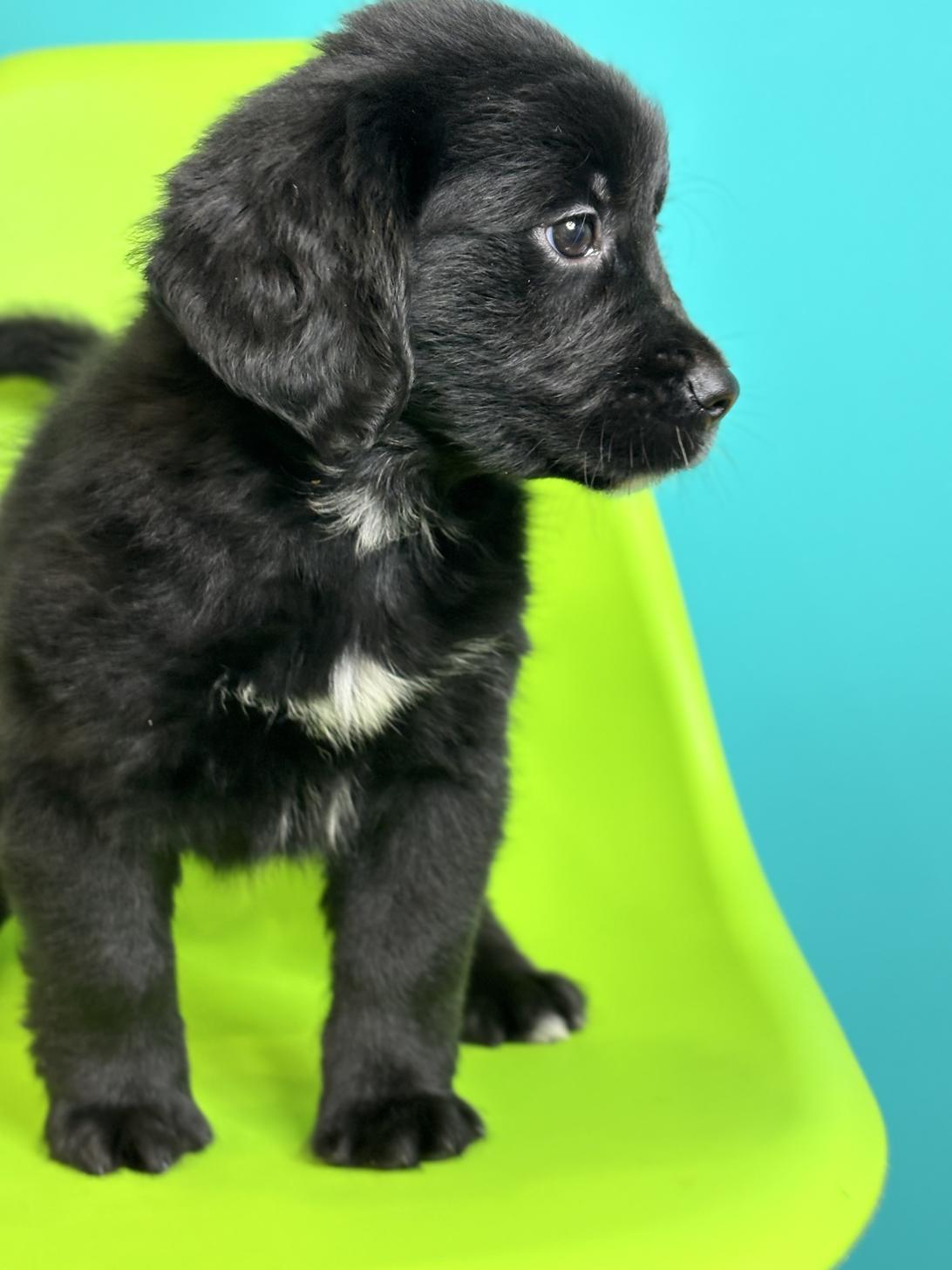 埼玉県のハーフ犬・ミックス犬 (ペッツスマイル加須インター店/2026年7月26日生まれ/男の子/ブラックホワイト)の子犬の4枚目の画像