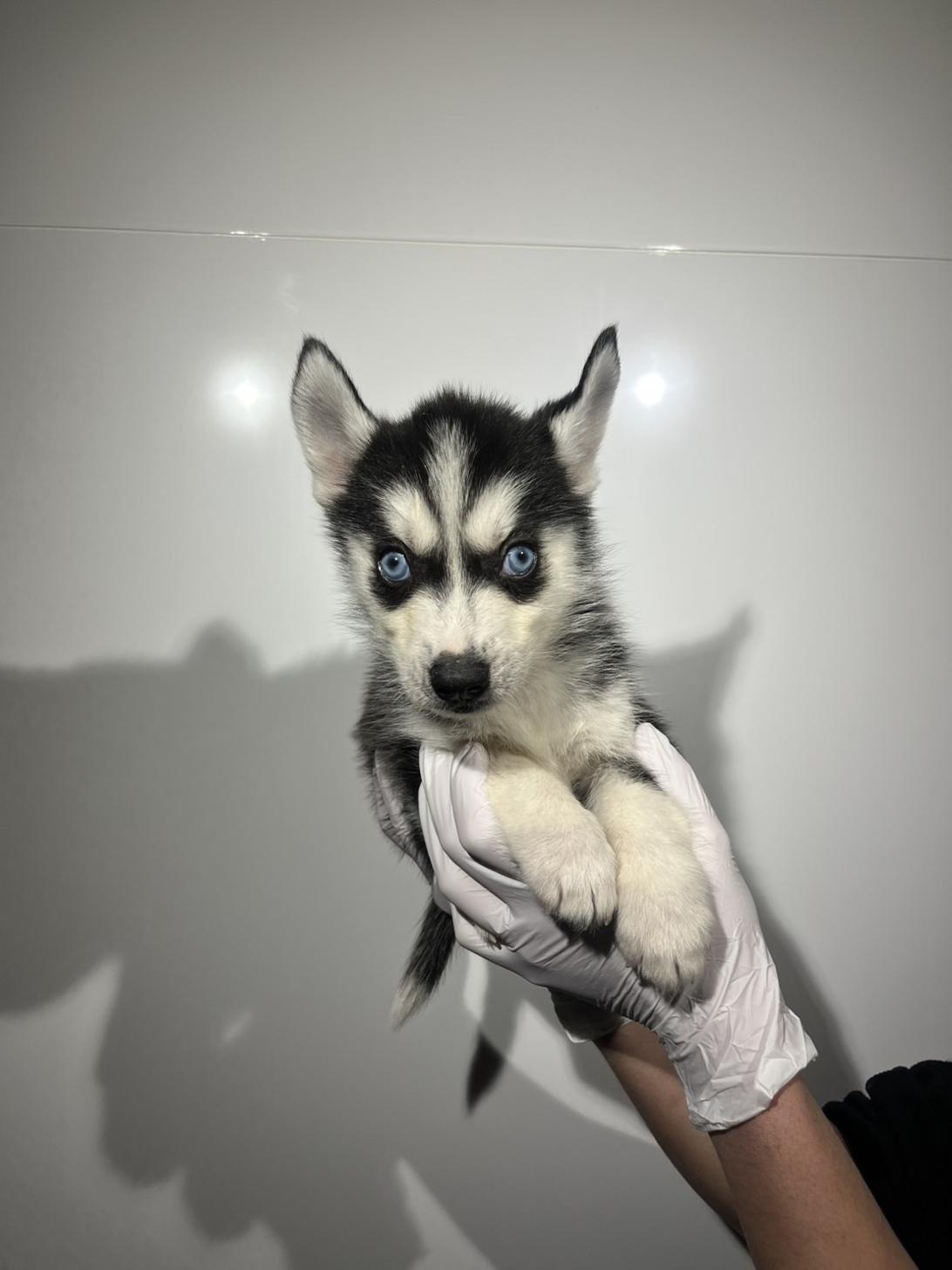埼玉県のシベリアンハスキー (ペッツスマイル加須インター店/2025年12月20日生まれ/男の子/ブラックホワイト)の子犬の1枚目の画像