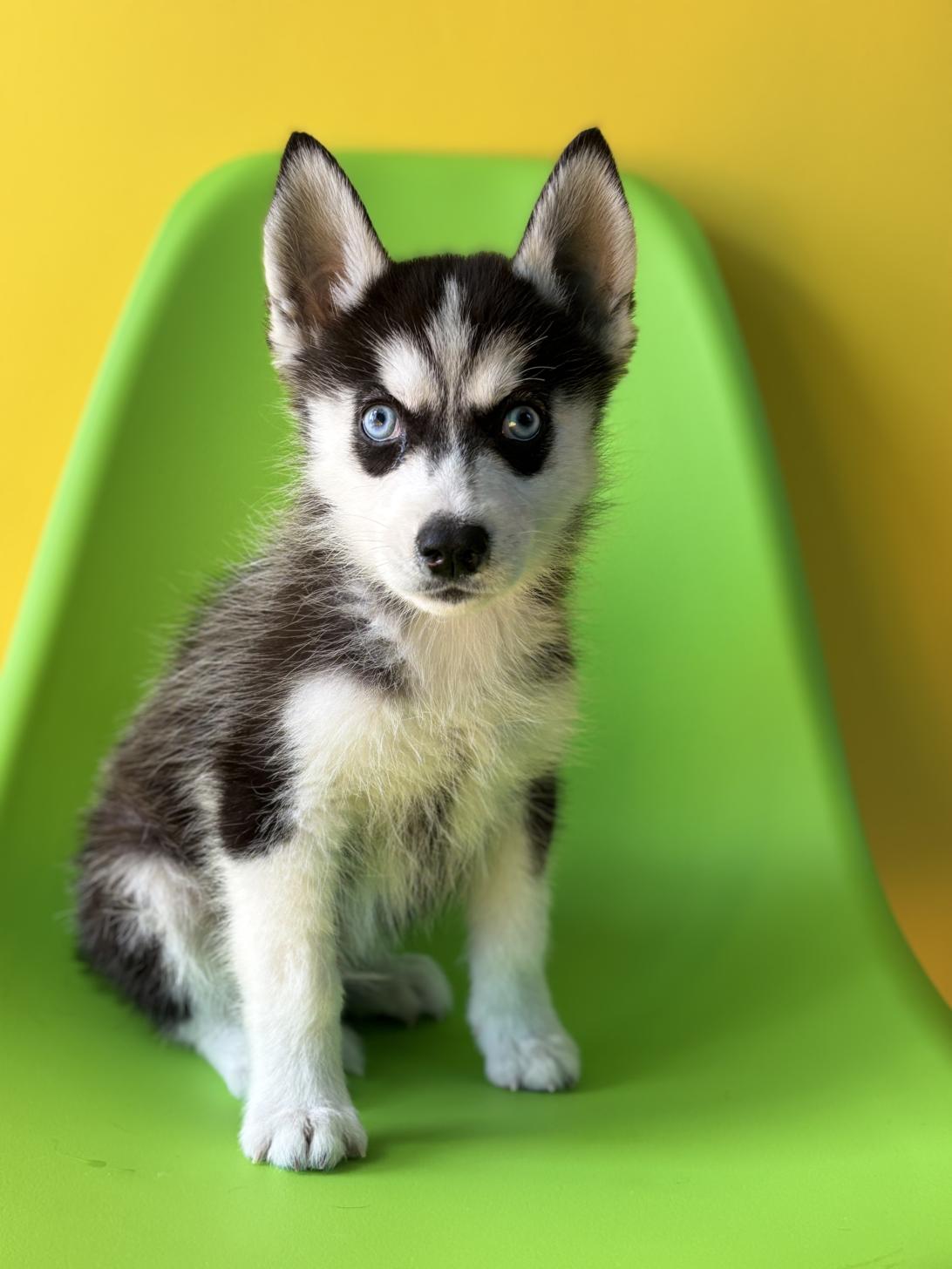 埼玉県のシベリアンハスキー (ペッツスマイル加須インター店/2025年12月20日生まれ/男の子/ブラックホワイト)の子犬の1枚目の画像