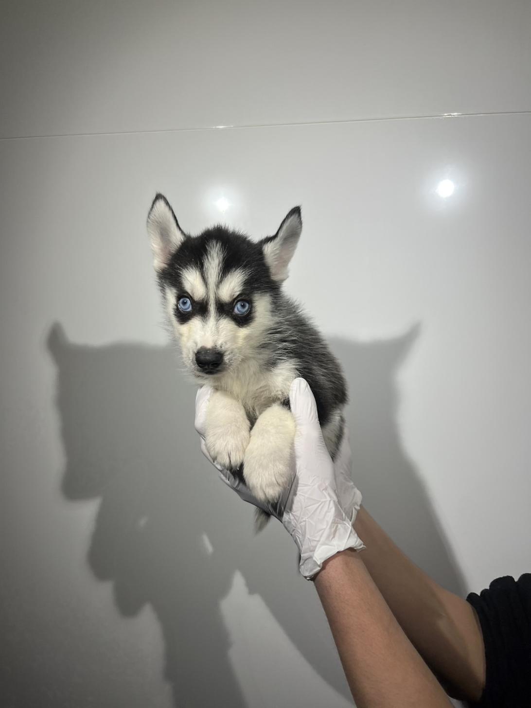 埼玉県のシベリアンハスキー (ペッツスマイル加須インター店/2025年12月20日生まれ/男の子/ブラックホワイト)の子犬の2枚目の画像