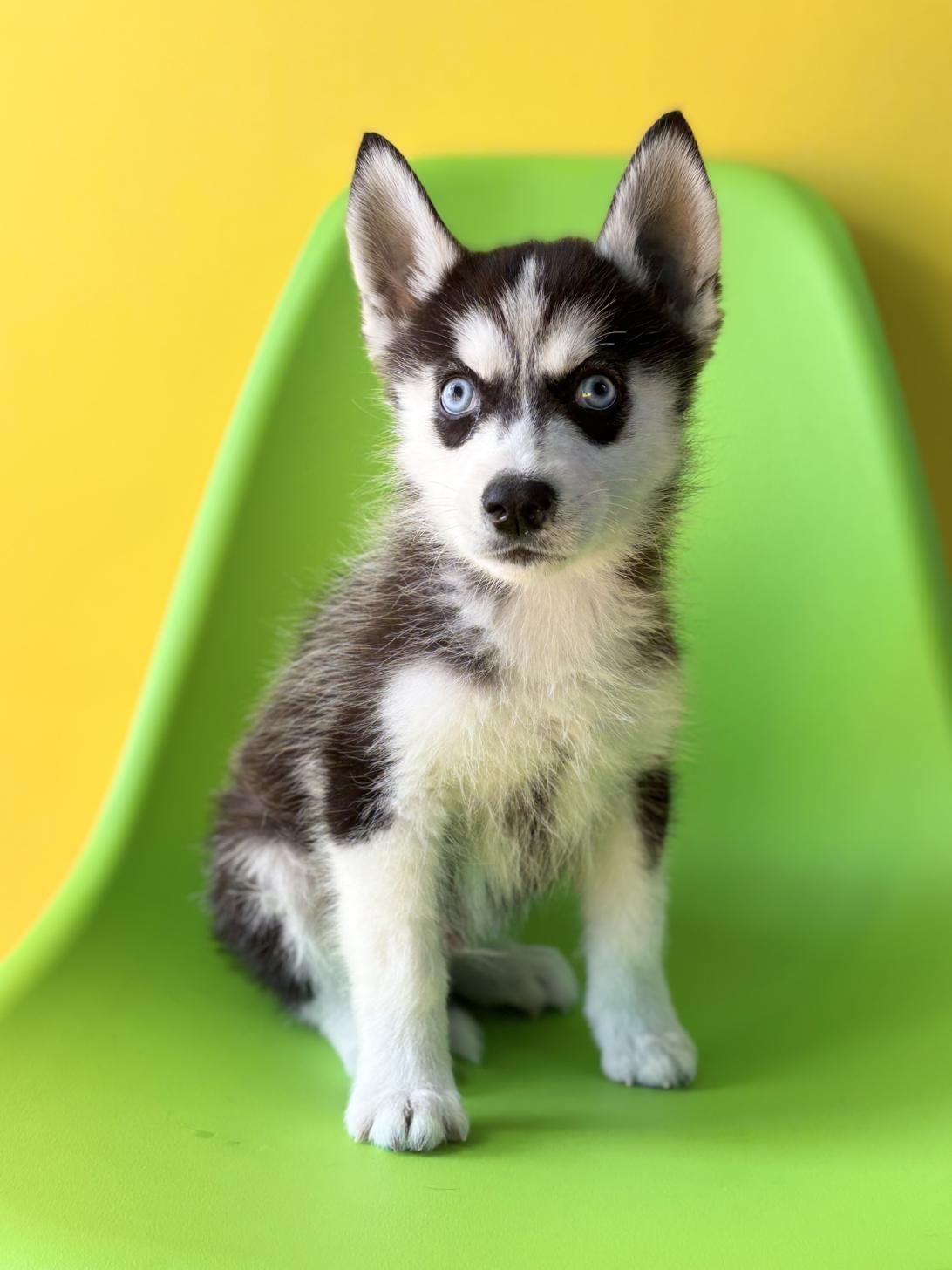 埼玉県のシベリアンハスキー (ペッツスマイル加須インター店/2025年12月20日生まれ/男の子/ブラックホワイト)の子犬の2枚目の画像