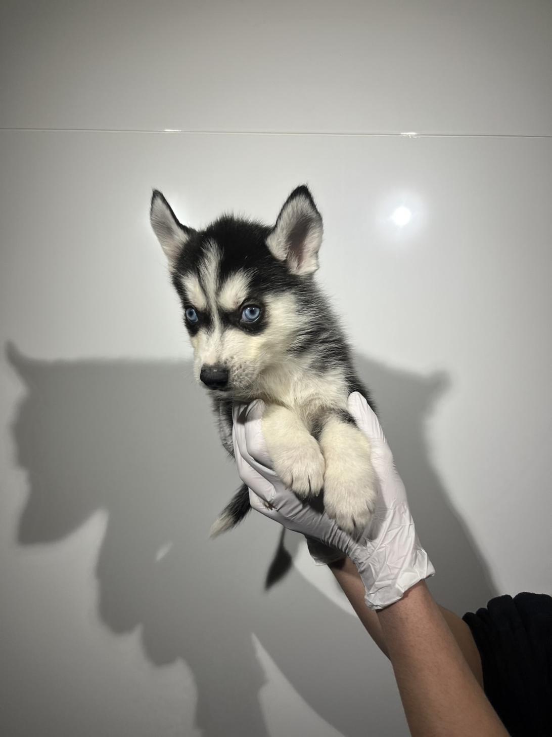 埼玉県のシベリアンハスキー (ペッツスマイル加須インター店/2025年12月20日生まれ/男の子/ブラックホワイト)の子犬の3枚目の画像