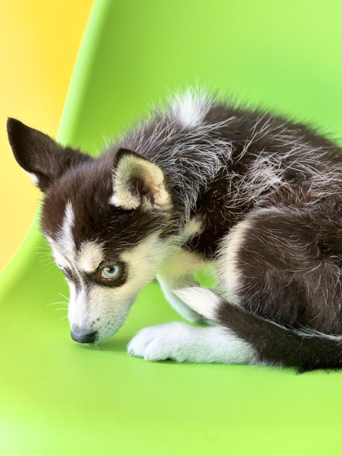 埼玉県のシベリアンハスキー (ペッツスマイル加須インター店/2025年12月20日生まれ/男の子/ブラックホワイト)の子犬の3枚目の画像