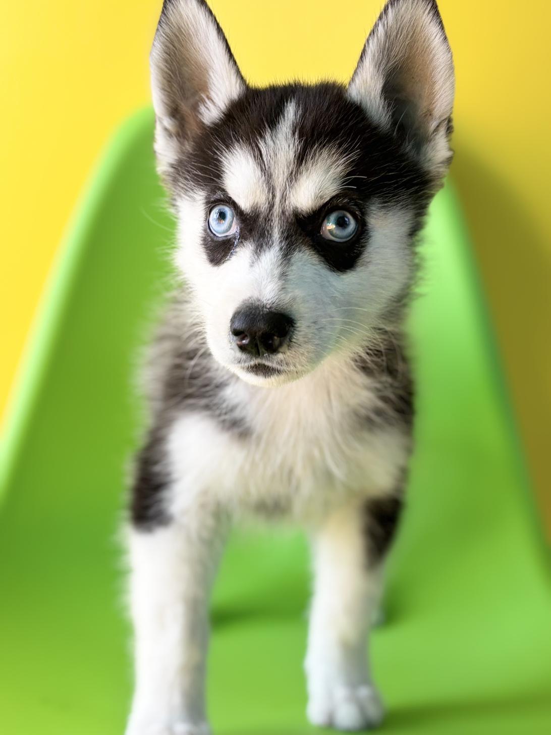 埼玉県のシベリアンハスキー (ペッツスマイル加須インター店/2025年12月20日生まれ/男の子/ブラックホワイト)の子犬の4枚目の画像