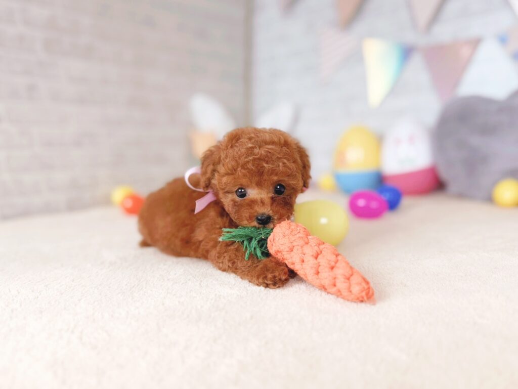 北海道のトイプードル(トイ) (ペットショップだんぼ/2026年6月18日生まれ/女の子/レッド)の子犬の2枚目の画像