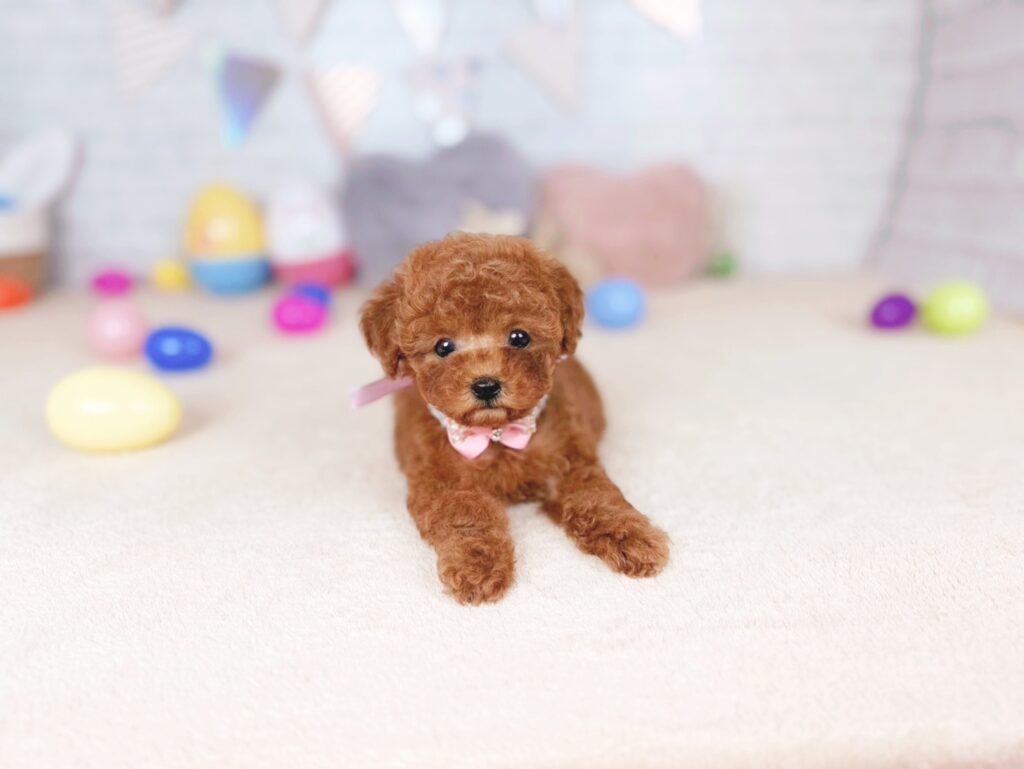 北海道のトイプードル(トイ) (ペットショップだんぼ/2026年6月18日生まれ/女の子/レッド)の子犬の3枚目の画像