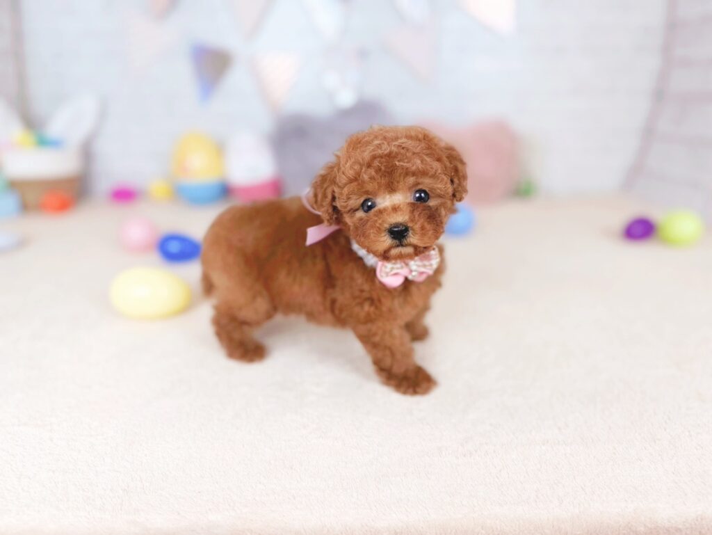 北海道のトイプードル(トイ) (ペットショップだんぼ/2026年6月18日生まれ/女の子/レッド)の子犬の4枚目の画像