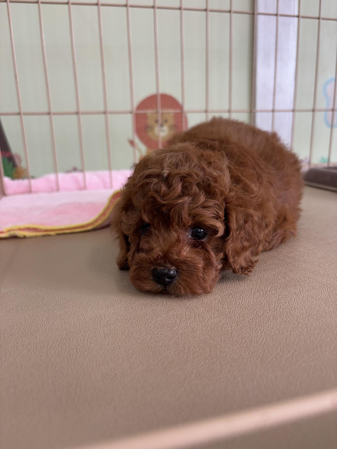 愛知県のタイニープードル (子いぬの足あと/2025年6月27日生まれ/男の子/レッド)の子犬