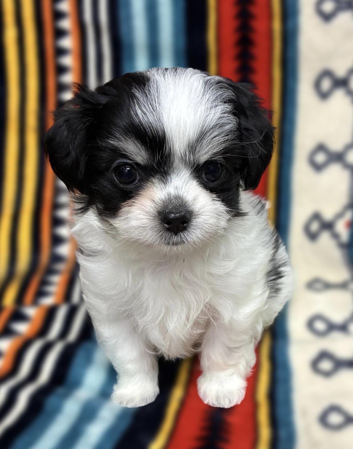 広島県のチワマル/マルチワ(チワワ×マルチーズ) (ペットショップ カネユキ/2025年9月12日生まれ/女の子/ブラックホワイト)の子犬