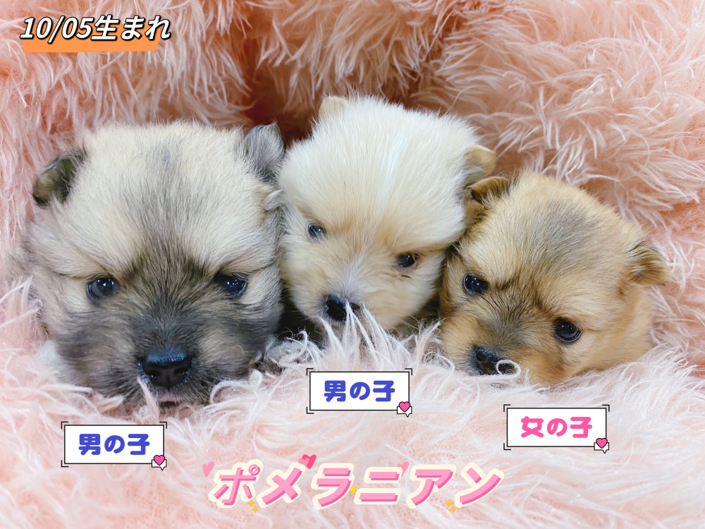 新潟県のポメラニアン (竹内ペット 新津本店/2026年12月1日生まれ/男の子/その他色)の子犬の1枚目の画像