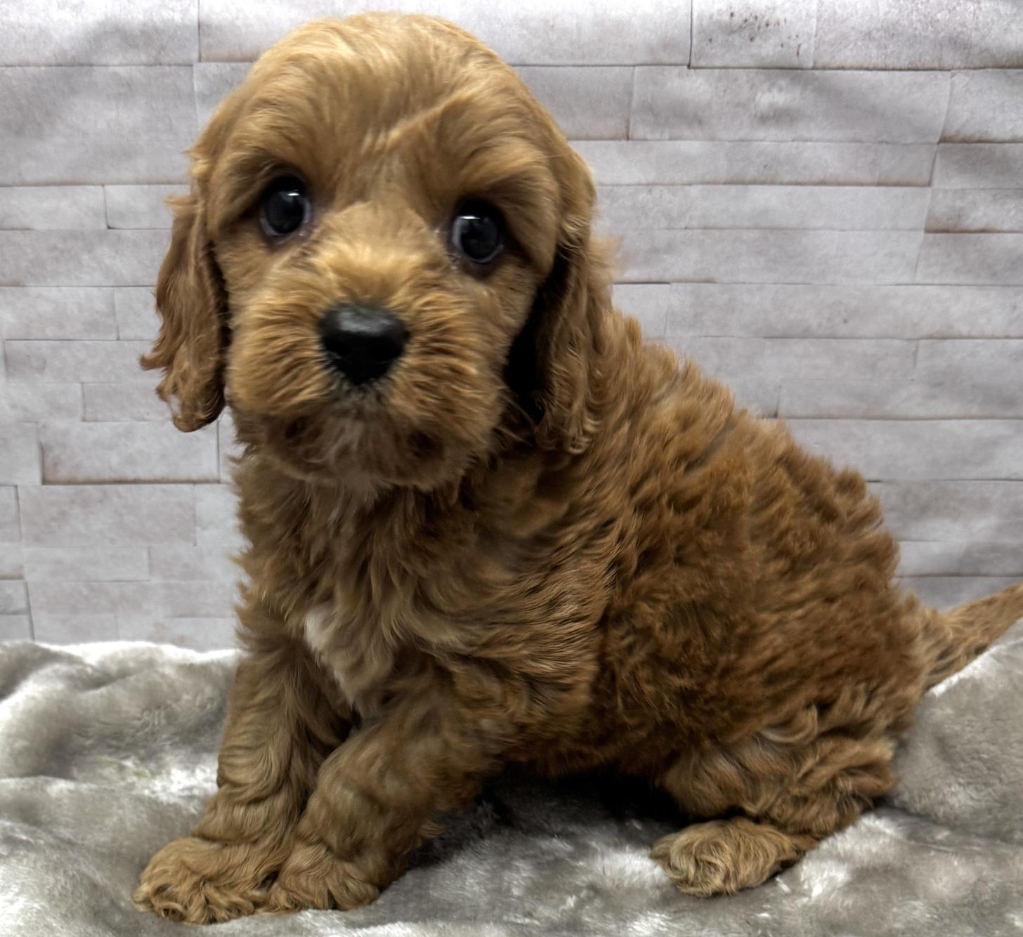 岐阜県のハーフ犬・ミックス犬 (ペットプラザ岐阜店/2026年5月4日生まれ/男の子/レッド)の子犬