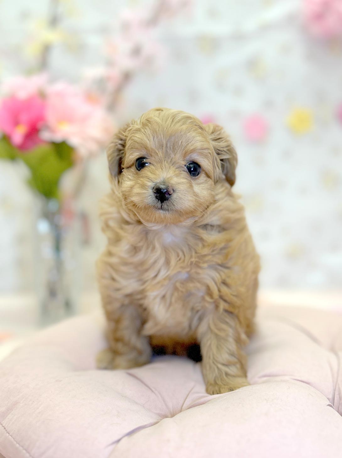 北海道のポメプー(ポメラニアン×プードル) (ラブワンコ平岸店/2026年2月1日生まれ/女の子/カフェオレ)の子犬