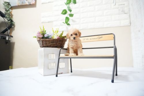 滋賀県のトイプードル(タイニー) (いっぷく湖南店/2025年11月18日生まれ/女の子/オレンジフォーン)の子犬