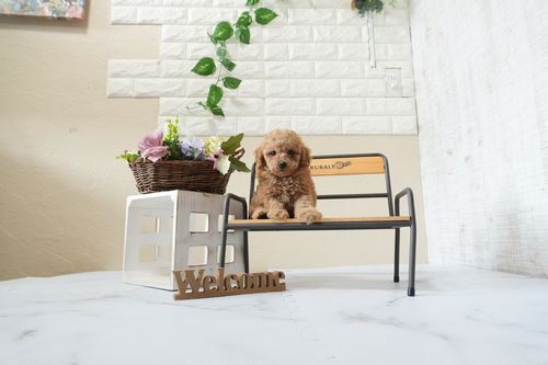 滋賀県のトイプードル(トイ) (いっぷく湖南店/2025年12月30日生まれ/男の子/オレンジフォーン)の子犬の1枚目の画像