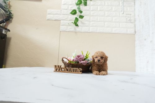 滋賀県のトイプードル(トイ) (いっぷく湖南店/2025年12月30日生まれ/男の子/オレンジフォーン)の子犬の2枚目の画像